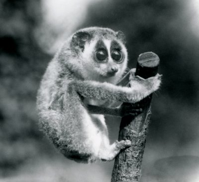 Ein Schlanker Loris hält sich am Ende eines Astes fest, Londoner Zoo, August 1926 von Frederick William Bond