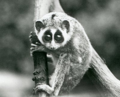 Ein Schlanker Loris, der von einem Ast herabblickt, Londoner Zoo, August 1926 von Frederick William Bond