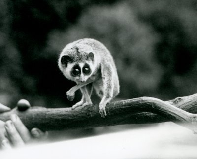 Ein Schlanker Loris, der von einem Ast herabblickt, der in den Händen eines Pflegers gehalten wird, Londoner Zoo, August 1926 von Frederick William Bond