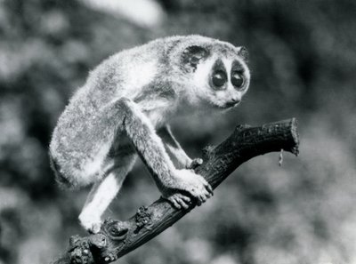 Ein Schlanker Loris geht auf einem Ast, Londoner Zoo, August 1926 von Frederick William Bond
