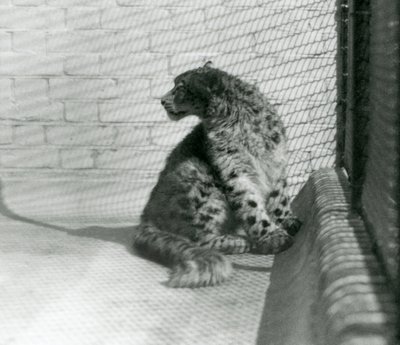 Ein Schneeleopard sitzt auf dem Boden, Londoner Zoo von Frederick William Bond