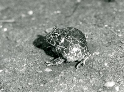 Ein südamerikanischer Hornfrosch, London Zoo, Dezember 1925 von Frederick William Bond