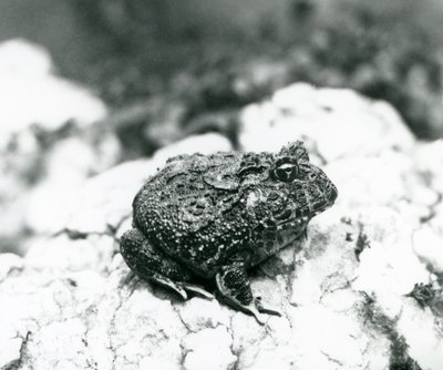Ein südamerikanischer Hornfrosch auf einem Felsen, Londoner Zoo, August 1928 von Frederick William Bond