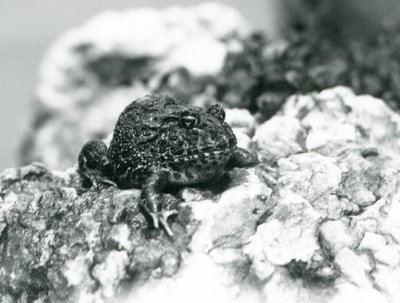 Ein südamerikanischer Hornfrosch sitzt auf einem Felsen und zeigt seine Abwehrhaltung, London Zoo, August 1928 von Frederick William Bond