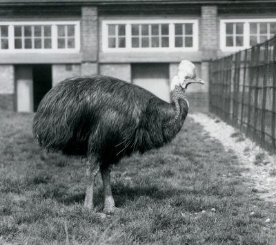 Ein südlicher Kasuar im Londoner Zoo im Juni 1925 von Frederick William Bond