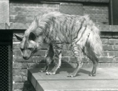 Eine gestreifte Hyäne steht auf einer Plattform in ihrem Gehege im Londoner Zoo, Juni 1925 von Frederick William Bond