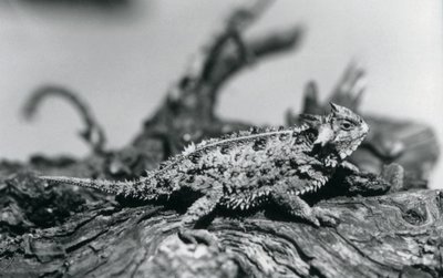 Ein Texas Horned Lizard/Hornkröte/HornedToad/Horny Toad ruht auf einem Baumstamm im Londoner Zoo im September 1928 von Frederick William Bond