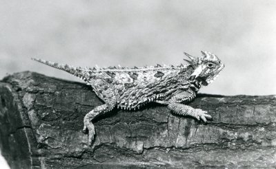 Eine Texas-Hornkröte, die auf einem Baumstamm im Londoner Zoo im August 1928 ruht von Frederick William Bond