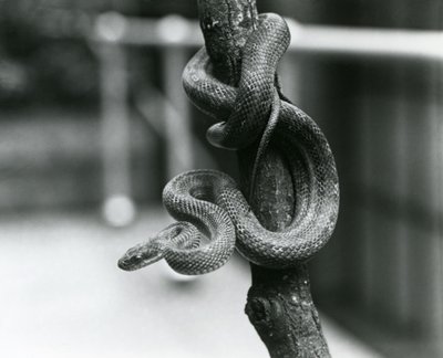 Eine Texas-Rattennatter, die sich um einen fast vertikalen Ast windet, London Zoo, August 1928 (s/w Foto) von Frederick William Bond