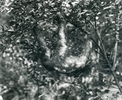 Ein Dreizehenfaultier hängt von einem belaubten Ast im Londoner Zoo, August 1920 von Frederick William Bond