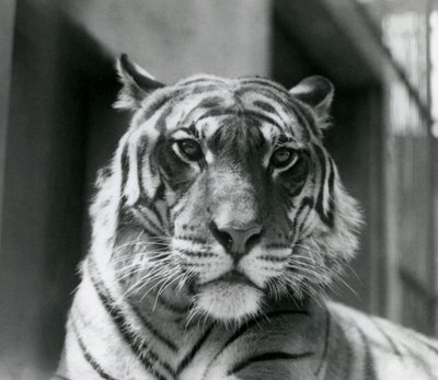Ein Tiger im Londoner Zoo im Juli 1924 von Frederick William Bond