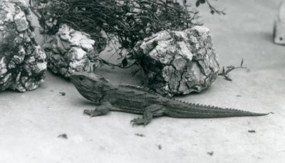 Ein Tuatara im Londoner Zoo, 1927 von Frederick William Bond