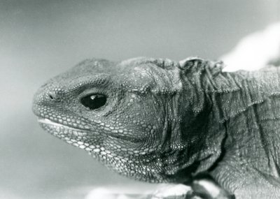 Ein Tuatara im London Zoo im Jahr 1928 (s/w Foto) von Frederick William Bond
