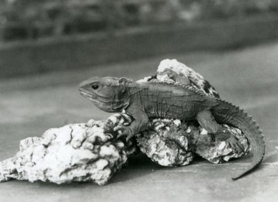 Ein Tuatara, liegend auf einem Felsen, im London Zoo im Jahr 1929 (s/w Foto) von Frederick William Bond