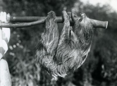 Ein Zweizehenfaultier, das an einem abgeschnittenen Ast hängt, gehalten von einem Wärter, London Zoo, 1925 von Frederick William Bond