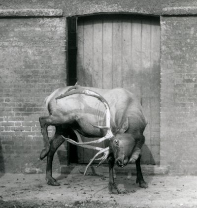 Ein Wapiti-Hirsch steht in seinem Gehege im Londoner Zoo im September 1927 von Frederick William Bond