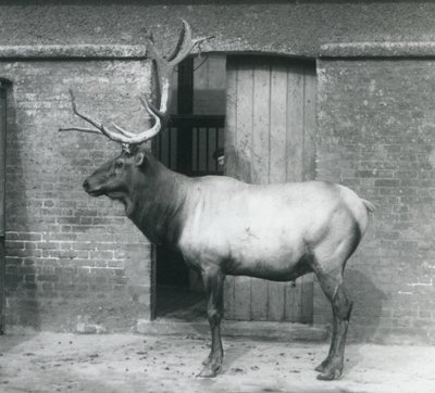 Ein Wapiti-Hirsch steht in seinem Gehege im Londoner Zoo im September 1927 von Frederick William Bond