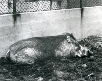 Ein Warzenschwein schläft im Schlamm, Londoner Zoo, Juli 1927 (s/w Foto) von Frederick William Bond