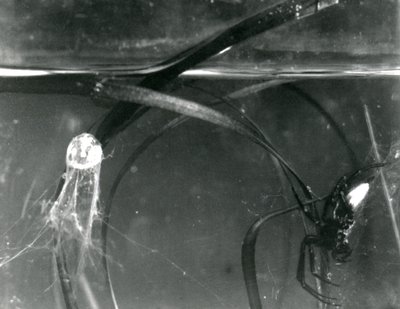 Eine Wasserspinne und ihre Luftglocke unter Wasser, Londoner Zoo, Oktober 1925 von Frederick William Bond