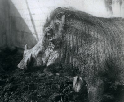 Ein Warzenschwein steht im Schlamm, Londoner Zoo, 1927 von Frederick William Bond
