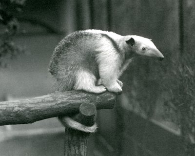 Ein junger Halsband-Tamandua sitzt am Ende eines Astes und hält sich mit seinem Greifschwanz fest, Londoner Zoo, 24. April 1925 von Frederick William Bond