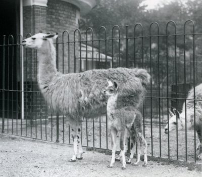 Ein Baby-Lama oder Cria mit seiner Mutter im Londoner Zoo, 1926 von Frederick William Bond
