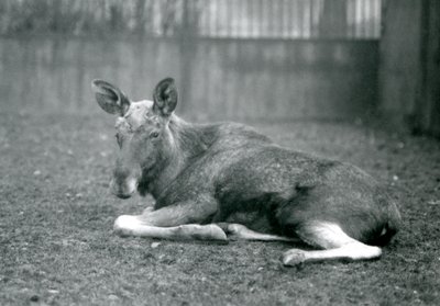 Ein Elchbulle, der die Narben seiner kürzlich abgeworfenen Geweihe zeigt, liegend im London Zoo, Januar 1926 von Frederick William Bond