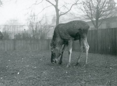 Ein Elch steht in seinem Gehege und beugt sich zum Gras hinunter, Londoner Zoo, Januar 1926 (s/w Foto) von Frederick William Bond