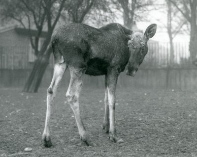 Ein Elchbulle, mit Wunden von kürzlich abgeworfenen Geweihen, stehend im London Zoo, Januar 1926 von Frederick William Bond