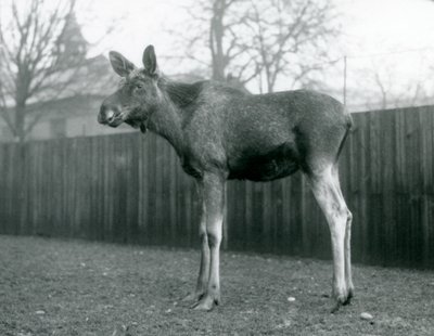 Ein Elchbulle, mit Wunden von kürzlich abgeworfenen Geweihen, stehend im London Zoo, Januar 1926 von Frederick William Bond