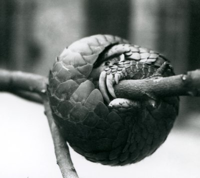 Ein vom Aussterben bedrohter Chinesischer Schuppentier, der sich um einen horizontalen Ast windet, Londoner Zoo, vor 1930 von Frederick William Bond