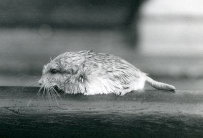 Ein Fettschwanz- / Duprasi-Rennmaus, London Zoo, Juli 1925 (s/w Foto) von Frederick William Bond