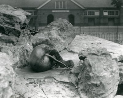 Eine weibliche Kalifornische Seelöwin, die auf einer felsigen Terrasse liegt und ihr Junges füttert, Londoner Zoo, Juli 1925 von Frederick William Bond