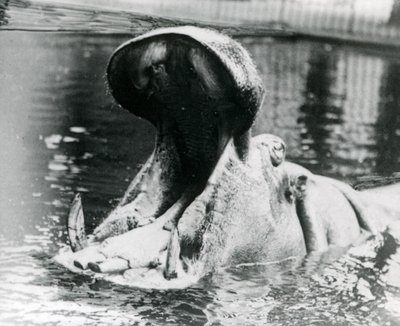 Ein weibliches Nilpferd, 