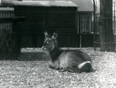 Ein weiblicher Wasserbock, Kobus ellipsiprymnus, sitzt in ihrem Gehege im Londoner Zoo, Juni 1924 von Frederick William Bond