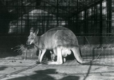Ein weibliches rotes Känguru mit ihrem Jungen im Beutel, Londoner Zoo, 1922 von Frederick William Bond