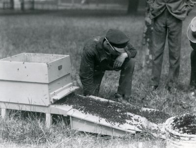Eine Gruppe von Wärtern, darunter Brown, bewegt einen Schwarm Honigbienen, Londoner Zoo, Juli 1926 von Frederick William Bond