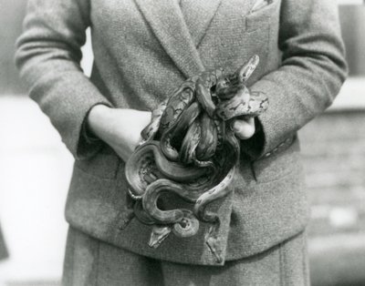 Ein Pfleger hält einen Knoten junger Königspythons im Londoner Zoo im Jahr 1931 von Frederick William Bond