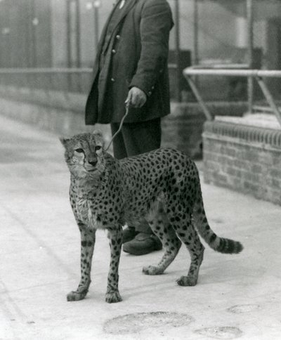 Ein Wärter mit einem Geparden an der Leine, Londoner Zoo von Frederick William Bond
