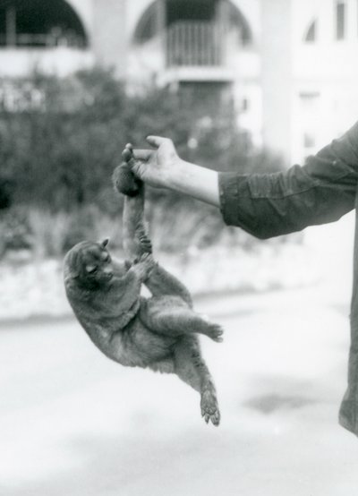 Ein Kinkajou, der an seinem Greifschwanz vom Finger eines Pflegers hängt, Londoner Zoo, September 1925 von Frederick William Bond