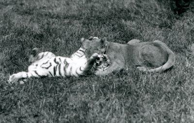 Ein Löwen- und ein Tigerjunges ringen auf dem Gras, London Zoo, September 1925 von Frederick William Bond