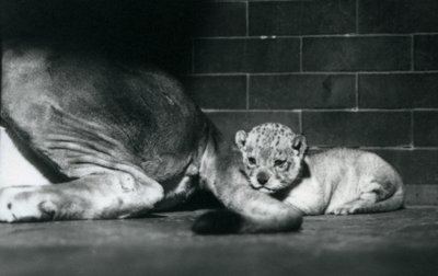Ein Löwenjunges liegt hinter dem Schwanz seiner Mutter, Londoner Zoo, Oktober 1925 von Frederick William Bond