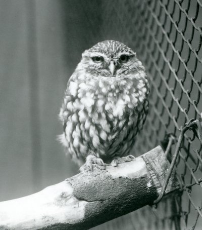 Eine kleine Eule, die auf einem Ast neben dem Drahtnetz ihres Geheges sitzt, Londoner Zoo, November 1925 von Frederick William Bond