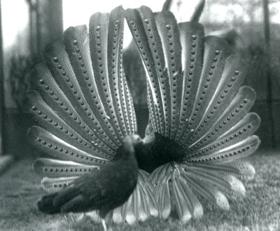 Ein männlicher Argusfasan, Balzdisplay, mit einem Weibchen neben ihm, London Zoo, Januar 1926 von Frederick William Bond