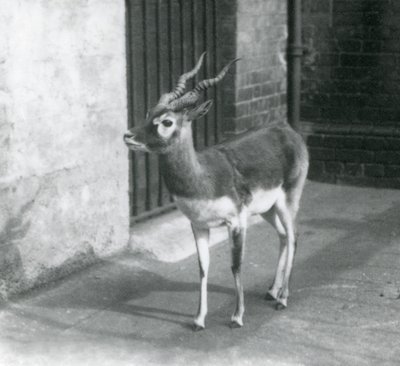 Ein männlicher Schwarzbock steht in seinem Gehege im Londoner Zoo im Juni 1925 von Frederick William Bond
