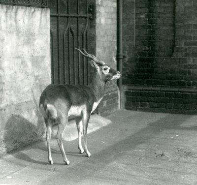 Ein männlicher Schwarzbock steht in seinem Gehege im Londoner Zoo im Juni 1925 von Frederick William Bond