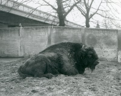 Ein Europäischer Bison im Londoner Zoo, 1927 von Frederick William Bond