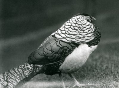 Ein männlicher Amherstfasan steht auf dem Gras, London Zoo von Frederick William Bond