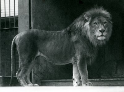 Ein männlicher Löwe im Londoner Zoo, Juni 1924 von Frederick William Bond