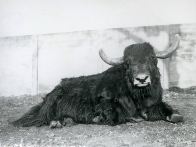 Ein männlicher Yak, der in seinem Gehege im Londoner Zoo 1928 liegt von Frederick William Bond
